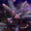 Raising Reefs Blue Thunder Acro SPS