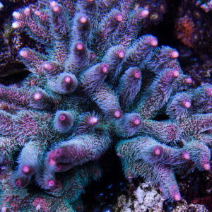 Cherry Corals Kraken Milli Acro SPS