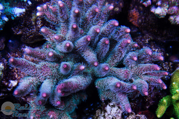 Cherry Corals Kraken Milli Acro SPS