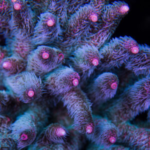 Cherry Corals Kraken Acro SPS