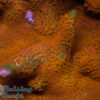 Forest Fire Digitata SPS