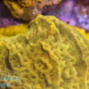 24K Leptoseris coral