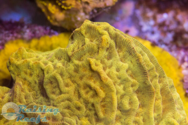 24K Leptoseris coral