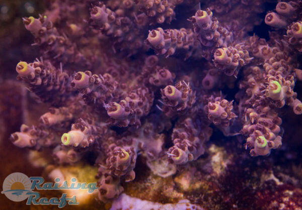 Reef Raft USA Red Bull Acro SPS