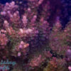 Pinky The Bear Acro SPS
