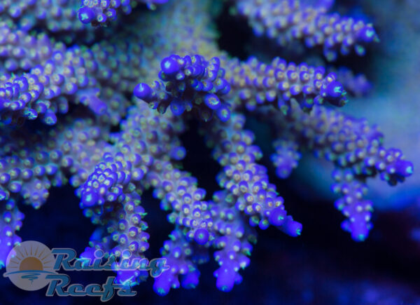 Route 66 Merlin Staff Acropora SPS Tyree