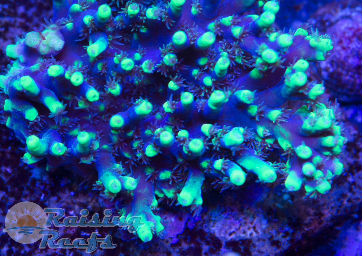 BC Joker Battle Corals