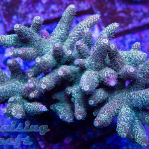 Raising Reefs Rainbow Mojito