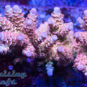 CC Disney Jr. Acropora SPS Cherry Corals