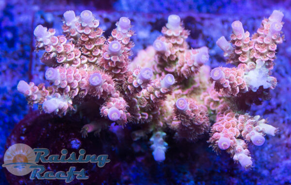 CC Disney Jr. Acropora SPS Cherry Corals
