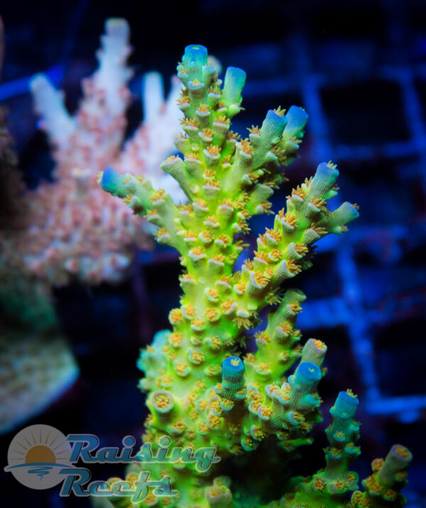 Sexy Corals