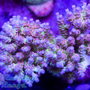 CC Pink Highlighter Cherry Corals Tenuis