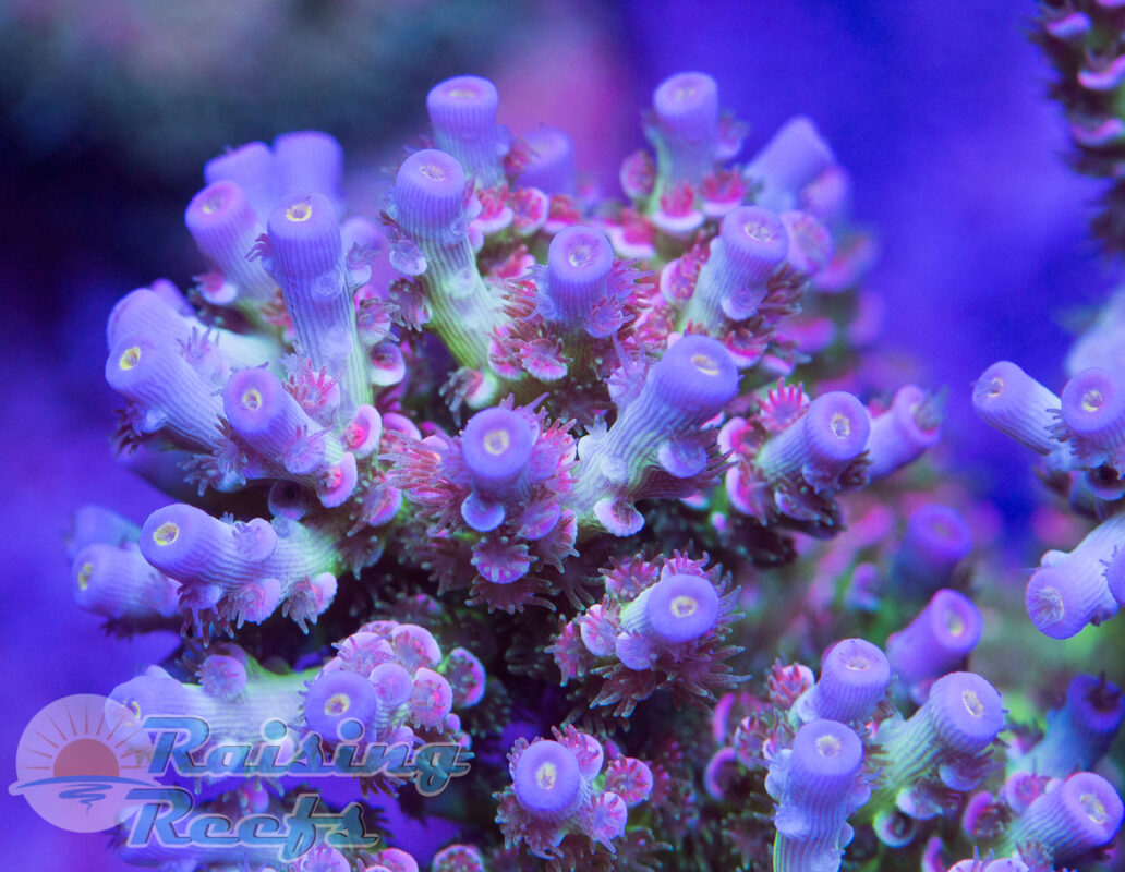 Raising Reefs – Corals For Sale