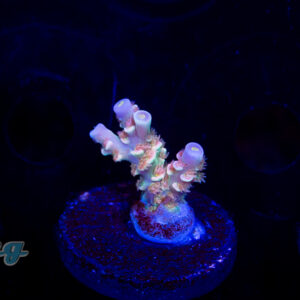Tenuis Frag Pack in different colors