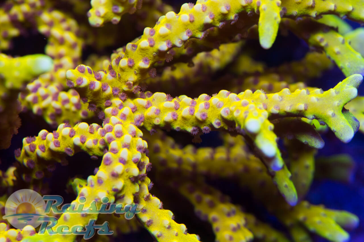 RR Golden Rod - Raising Reefs