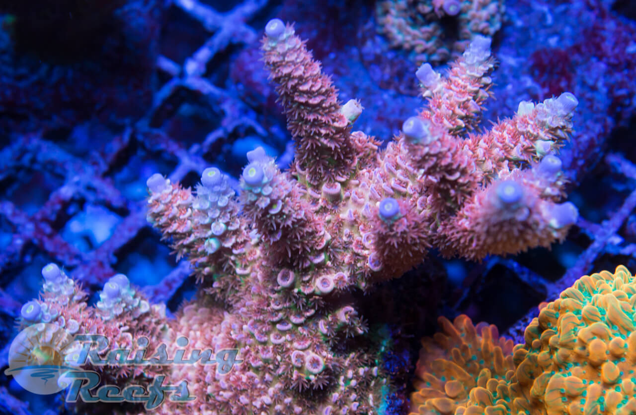 RMF Lucky Charms - Raising Reefs