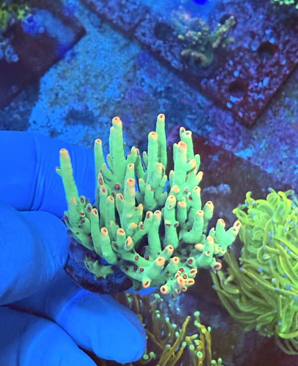 Raising Reefs Strawberry Shortcake, Mini Colony