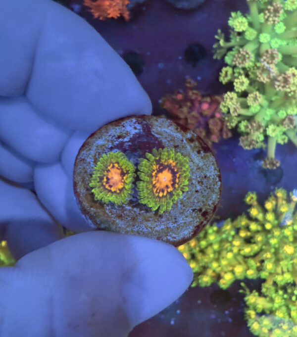 Marvin The Martian Zoa