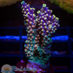 B.C Bubble Bath Unicorn