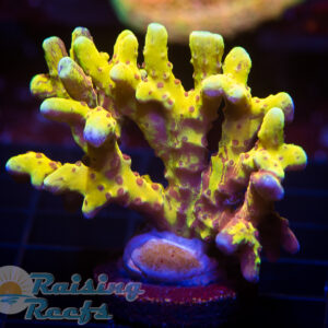 Raising Reefs Lemon Kiwi