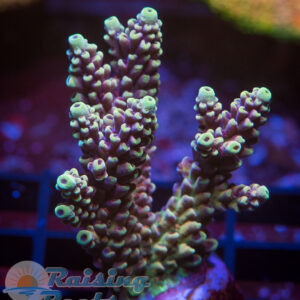 Raising Reefs Jack Fruit