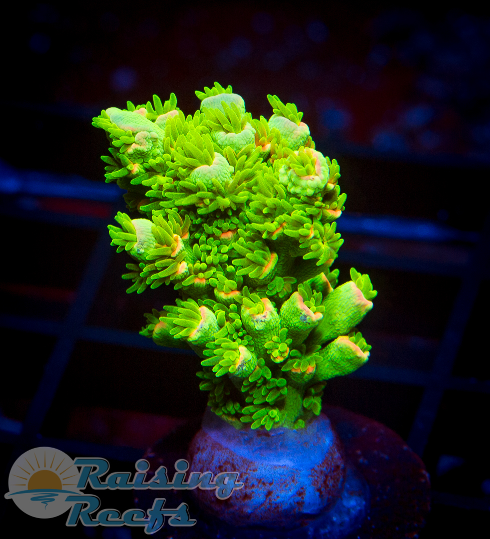 Raising Reefs Grand Prize